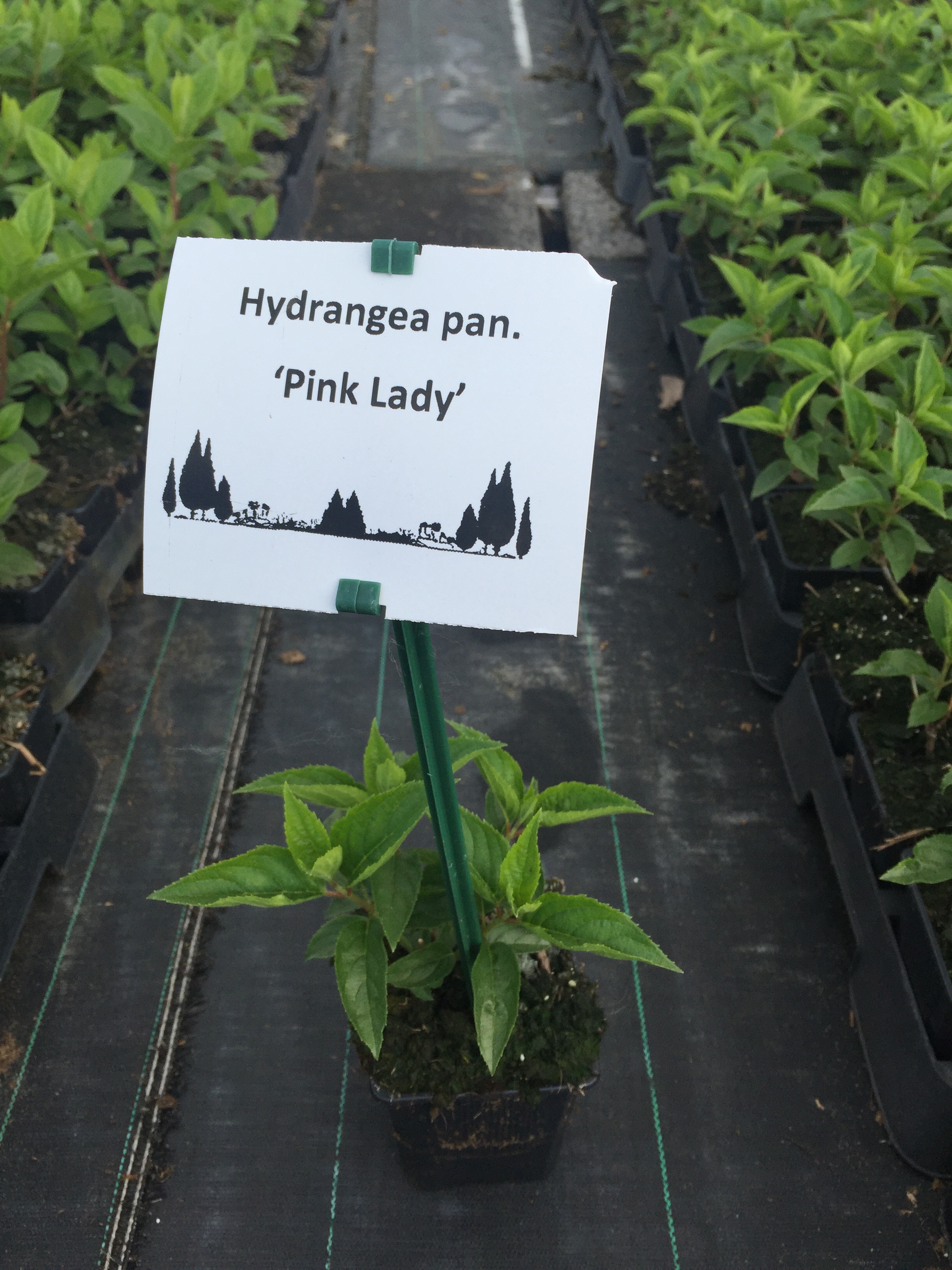 Гортензия метельчатая Пинк Леди